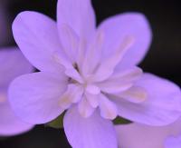 Palest pink flowers and pink petaloid stamens